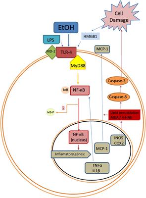 Oleoylethanolamide, Neuroinflammation, and Alcohol Abuse